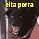 Reações 🐈🐕♥️ 16