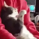 Memes mais animados que você 9