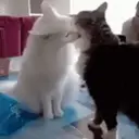 TÓXICAS🙄 8
