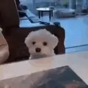 Filhotes Animados 1