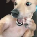 Filhotes Animados 2