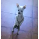 Filhotes Animados 3
