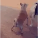 Filhotes Animados 4