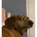 Filhotes Animados 6