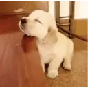 Filhotes Animados 9