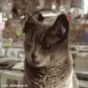 Cat 1