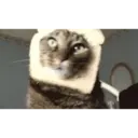Cat 2