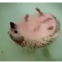 DE-BO-CHE 9