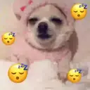 Memes pra você ✨ 2