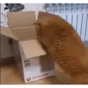 REAÇÕES KKKK 8
