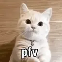 Animadas selecionadas 11