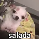 REAÇÕES PETS  2