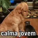 REAÇÕES PETS  4