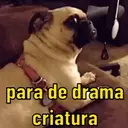 REAÇÕES PETS  10