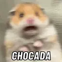 REAÇÕES PETS  12