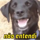 REAÇÕES PETS  15