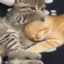 Cariñositos Bonitos😻😻 5