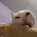 Cariñositos Bonitos😻😻 6