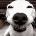 MELHORES REAÇÕES ANIMADAS 😍 8