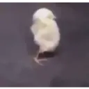 OS MELHORES MEMES 6