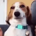 Memes 14