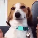 Funny Reactions 1