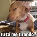 Memes virais 1