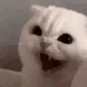 Funny GIFs 14