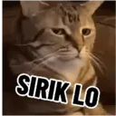 Kucing random 1
