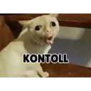 Kucing random 2