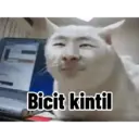 Kucing random 3