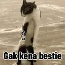 Kucing random 4
