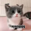 Kucing random 5