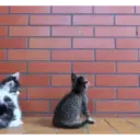 Kucing random 7