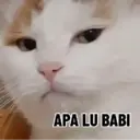 Kucing random 8