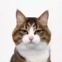 Kucing random 9