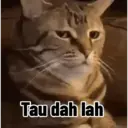 Kucing random 10