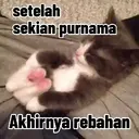 Kucing random 11