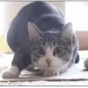 Kucing random 12
