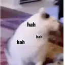 Kucing random 13