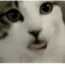 Kucing random 14