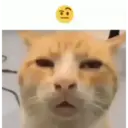 Kucing random 15