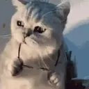 Gatitos a la Onda😎😺 1