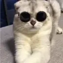 Gatitos a la Onda😎😺 2