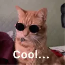 Gatitos a la Onda😎😺 3