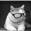 Gatitos a la Onda😎😺 4
