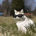 Gatitos a la Onda😎😺 5