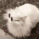 Gatitos a la Onda😎😺 6
