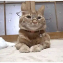 Gatitos a la Onda😎😺 7