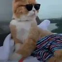 Gatitos a la Onda😎😺 8